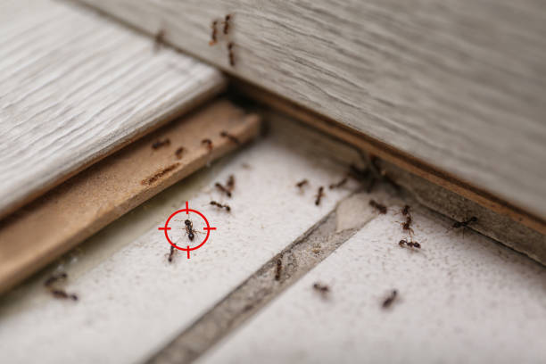 Best Wildlife Control Services  in Pacific, WA