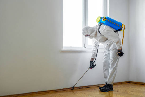 Best Wasp Removal Services  in Pacific, WA