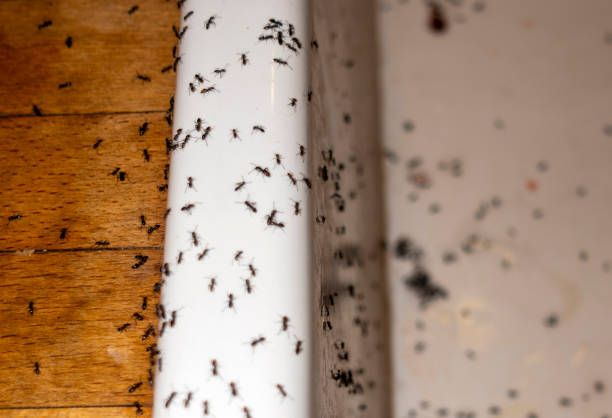 Pacific, WA Pest Control Company